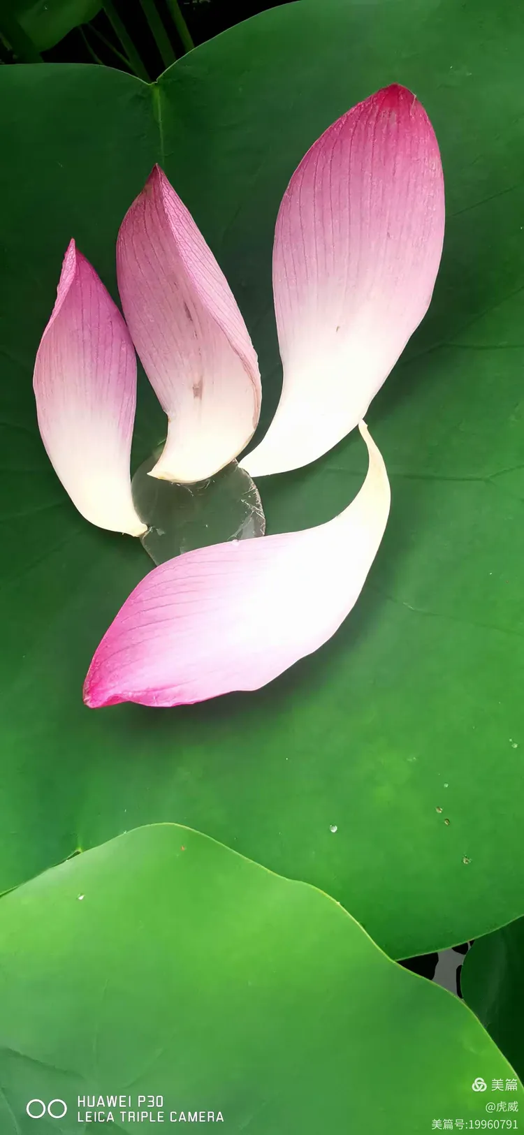 一瓣心香